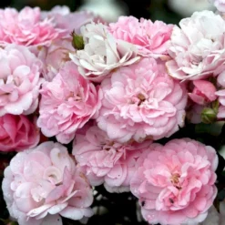 Bestsellere 17 'Bonica 82' Rosa X 'Bonica 82' A-Kvalitet,- Barrods Roser Min. 3 Grene