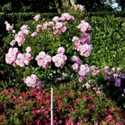 'Bonica 82' Rosa X 'Bonica 82' A-Kvalitet,- Barrods Roser Min. 3 Grene -Tilbud Lys Haven Butik p271 51446 rosa x bonica 82 5570