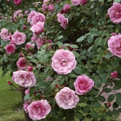 'Bonica 82' Rosa X 'Bonica 82' A-Kvalitet,- Barrods Roser Min. 3 Grene -Tilbud Lys Haven Butik p271 51448 rosa x bonica 82 9df7