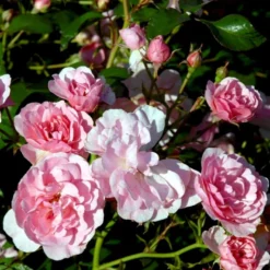 'Bonica 82' Rosa X 'Bonica 82' A-Kvalitet,- Barrods Roser Min. 3 Grene -Tilbud Lys Haven Butik p271 51450 rosa x bonica 82 a630