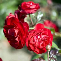 'Christian IV'® Rosa X 'Christian IV'® (Buketrose) A-Kvalitet,- Barrods Roser Min. 3 Grene