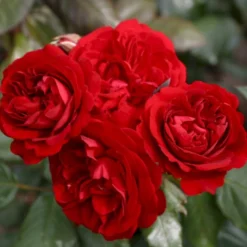 'Christian IV'® Rosa X 'Christian IV'® (Buketrose) A-Kvalitet,- Barrods Roser Min. 3 Grene -Tilbud Lys Haven Butik p272 53555 rosa x christian iv buketrose c9e9