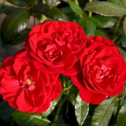 'Christian IV'® Rosa X 'Christian IV'® (Buketrose) A-Kvalitet,- Barrods Roser Min. 3 Grene -Tilbud Lys Haven Butik p272 53556 rosa x christian iv buketrose a80f