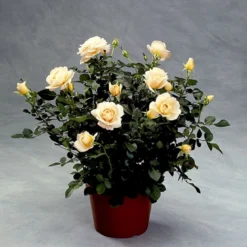 'Crystal™ Palace'® Rosa X 'Crystal™ Palace'® (Palacerose) A-Kvalitet,- Barrods Roser Min. 3 Grene -Tilbud Lys Haven Butik p274 51885 rosa x crystal palace palacerose ae67