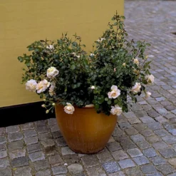'Crystal™ Palace'® Rosa X 'Crystal™ Palace'® (Palacerose) A-Kvalitet,- Barrods Roser Min. 3 Grene -Tilbud Lys Haven Butik p274 51886 rosa x crystal palace palacerose 91f1