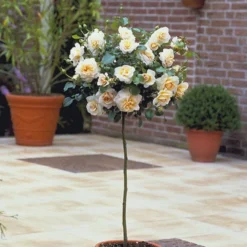 'Crystal™ Palace'® Rosa X 'Crystal™ Palace'® (Palacerose) A-Kvalitet,- Barrods Roser Min. 3 Grene -Tilbud Lys Haven Butik p274 51887 rosa x crystal palace palacerose 0095