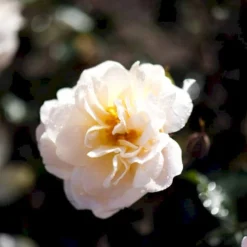 'Crystal™ Palace'® Rosa X 'Crystal™ Palace'® (Palacerose) A-Kvalitet,- Barrods Roser Min. 3 Grene -Tilbud Lys Haven Butik p274 51888 rosa x crystal palace palacerose 00e7