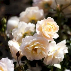 'Crystal™ Palace'® Rosa X 'Crystal™ Palace'® (Palacerose) A-Kvalitet,- Barrods Roser Min. 3 Grene -Tilbud Lys Haven Butik p274 51889 rosa x crystal palace palacerose 0d24