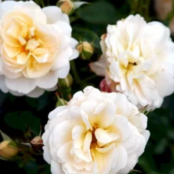 'Crystal™ Palace'® Rosa X 'Crystal™ Palace'® (Palacerose) A-Kvalitet,- Barrods Roser Min. 3 Grene -Tilbud Lys Haven Butik p274 51890 rosa x crystal palace palacerose 5a12