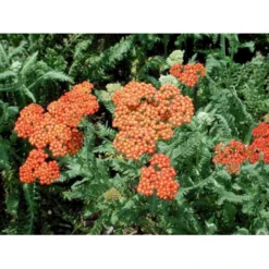 Røllike 'Walter Funke' Achillea Millefolium 'Walter Funke' 1 Liter Potte