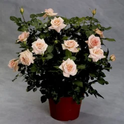 'Dronning Margrethe'™ Rosa X 'Dronning Margrethe'™ (Palacerose) A-Kvalitet,- Barrods Roser Min. 3 Grene -Tilbud Lys Haven Butik p277 51893 rosa x dronning margrethe palacerose a24d