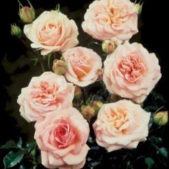 'Dronning Margrethe'™ Rosa X 'Dronning Margrethe'™ (Palacerose) A-Kvalitet,- Barrods Roser Min. 3 Grene -Tilbud Lys Haven Butik p277 51894 rosa x dronning margrethe palacerose 53bd