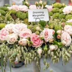 'Dronning Margrethe'™ Rosa X 'Dronning Margrethe'™ (Palacerose) A-Kvalitet,- Barrods Roser Min. 3 Grene -Tilbud Lys Haven Butik p277 51895 rosa x dronning margrethe palacerose fe08