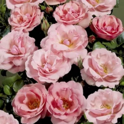 'Egeskov'™ Rosa X 'Egeskov'™ (Slotsrose) A-Kvalitet,- Barrods Roser Min. 3 Grene -Tilbud Lys Haven Butik p278 51776 rosa x egeskov slotsrose a66d