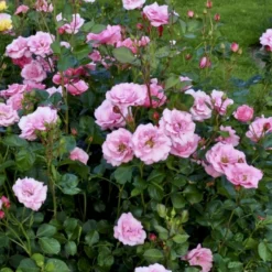 'Egeskov'™ Rosa X 'Egeskov'™ (Slotsrose) A-Kvalitet,- Barrods Roser Min. 3 Grene -Tilbud Lys Haven Butik p278 51777 rosa x egeskov slotsrose 4c34