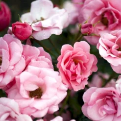 'Egeskov'™ Rosa X 'Egeskov'™ (Slotsrose) A-Kvalitet,- Barrods Roser Min. 3 Grene -Tilbud Lys Haven Butik p278 51779 rosa x egeskov slotsrose b45b