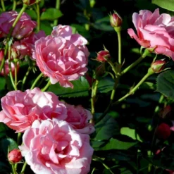 'Egeskov'™ Rosa X 'Egeskov'™ (Slotsrose) A-Kvalitet,- Barrods Roser Min. 3 Grene -Tilbud Lys Haven Butik p278 51780 rosa x egeskov slotsrose 3ff5