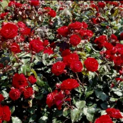 'Europeana' Rosa X 'Europeana' (Buketrose) A-Kvalitet,- Barrods Roser Min. 3 Grene -Tilbud Lys Haven Butik p279 51470 rosa x europeana buketrose 8656