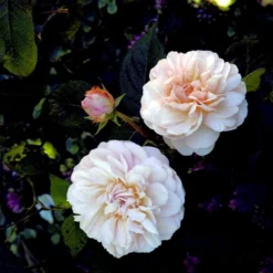 'Gruss An Aachen' Rosa X 'Gruss An Aachen' (Storblomstrende) A-Kvalitet,- Barrods Roser Min. 3 Grene -Tilbud Lys Haven Butik p2807 51291 rosa x gruss an aachen storblomstrende ae26