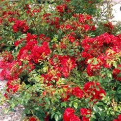 'Fairy Dance' Rosa X 'Fairy Dance' (Bunddækkerose) A-Kvalitet,- Barrods Roser Min. 3 Grene -Tilbud Lys Haven Butik p280 51472 rosa x fairy dance bunddaekkerose 51c3