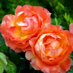 'Fellowship' Rosa X 'Fellowship' (Buketrose) A-Kvalitet,- Barrods Roser Min. 3 Grene