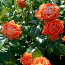 'Fellowship' Rosa X 'Fellowship' (Buketrose) A-Kvalitet,- Barrods Roser Min. 3 Grene -Tilbud Lys Haven Butik p281 51479 rosa x fellowship buketrose c663