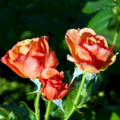 'Fellowship' Rosa X 'Fellowship' (Buketrose) A-Kvalitet,- Barrods Roser Min. 3 Grene -Tilbud Lys Haven Butik p281 51480 rosa x fellowship buketrose 3599