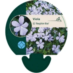 Hornviol Viola Cornuta 'Boughton Blue' Bakke Med 12 Stk.