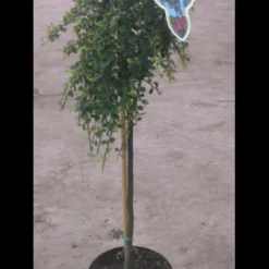 Opstammet Dværgmispel Cotoneaster Micr. 'streib'S Findling' Opstammet 60 Cm. Med Potte -Tilbud Lys Haven Butik p2829 2195 cotoneaster micr streib s findling 5413