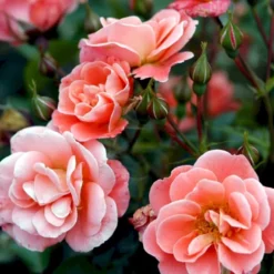 'Fredensborg'™ Rosa X 'Fredensborg'™ (Slotsrose) A-Kvalitet,- Barrods Roser Min. 3 Grene -Tilbud Lys Haven Butik p283 51787 rosa x fredensborg slotsrose bd0e