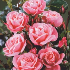 'Fredensborg'™ Rosa X 'Fredensborg'™ (Slotsrose) A-Kvalitet,- Barrods Roser Min. 3 Grene -Tilbud Lys Haven Butik p283 51788 rosa x fredensborg slotsrose 37a0