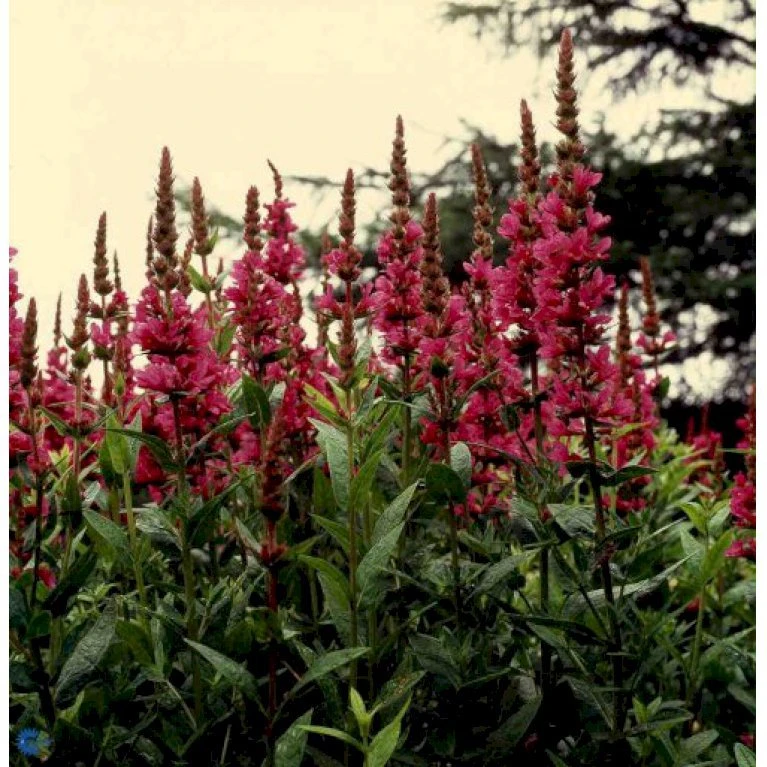 Kattehale 'Robert' Lythrum Salicaria 'Robert' 1 Liter Potte 1 Kattehale 'Robert' Lythrum Salicaria 'Robert' 1 Liter Potte