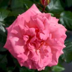 'Frederiksborg'™ Rosa X 'Frederiksborg'™ (Slotsrose) A-Kvalitet,- Barrods Roser Min. 3 Grene -Tilbud Lys Haven Butik p284 51790 rosa x frederiksborg slotsrose 6012