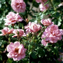 'Frederiksborg'™ Rosa X 'Frederiksborg'™ (Slotsrose) A-Kvalitet,- Barrods Roser Min. 3 Grene -Tilbud Lys Haven Butik p284 51791 rosa x frederiksborg slotsrose 6e6a