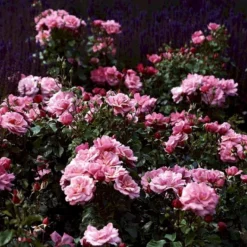 'Frederiksborg'™ Rosa X 'Frederiksborg'™ (Slotsrose) A-Kvalitet,- Barrods Roser Min. 3 Grene -Tilbud Lys Haven Butik p284 51792 rosa x frederiksborg slotsrose e7b5
