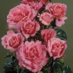 'Frederiksborg'™ Rosa X 'Frederiksborg'™ (Slotsrose) A-Kvalitet,- Barrods Roser Min. 3 Grene -Tilbud Lys Haven Butik p284 51793 rosa x frederiksborg slotsrose 6b99