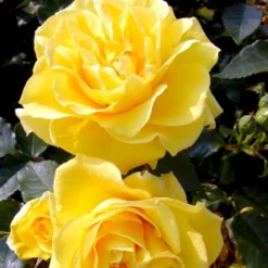 'Friesia'® Rosa X 'Friesia'® (Buketrose) A-Kvalitet,- Barrods Roser Min. 3 Grene -Tilbud Lys Haven Butik p285 51487 rosa x friesia buketrose 8746