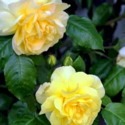 'Friesia'® Rosa X 'Friesia'® (Buketrose) A-Kvalitet,- Barrods Roser Min. 3 Grene -Tilbud Lys Haven Butik p285 51488 rosa x friesia buketrose c660