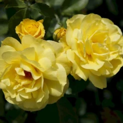 'Friesia'® Rosa X 'Friesia'® (Buketrose) A-Kvalitet,- Barrods Roser Min. 3 Grene -Tilbud Lys Haven Butik p285 53568 rosa x friesia buketrose 6568