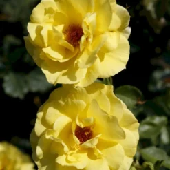 'Friesia'® Rosa X 'Friesia'® (Buketrose) A-Kvalitet,- Barrods Roser Min. 3 Grene -Tilbud Lys Haven Butik p285 53569 rosa x friesia buketrose 8d1b