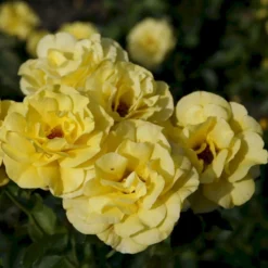 'Friesia'® Rosa X 'Friesia'® (Buketrose) A-Kvalitet,- Barrods Roser Min. 3 Grene -Tilbud Lys Haven Butik p285 53570 rosa x friesia buketrose c58c