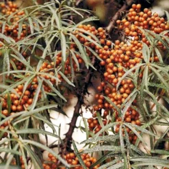 Havtorn 'Leikora' Hippophae Rhamnoides 'Leikora' (Hunplante) Potte 2,0 Liter,- Opbundet -Tilbud Lys Haven Butik p28687 48709 hippophae rhamnoides leikora hunplante 95b5