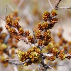 Havtorn 'Leikora' Hippophae Rhamnoides 'Leikora' (Hunplante) Potte 2,0 Liter,- Opbundet -Tilbud Lys Haven Butik p28687 48710 hippophae rhamnoides leikora hunplante e438