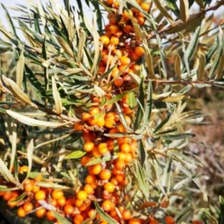 Havtorn 'Leikora' Hippophae Rhamnoides 'Leikora' (Hunplante) Potte 2,0 Liter,- Opbundet -Tilbud Lys Haven Butik p28687 50597 hippophae rhamnoides leikora hunplante e732