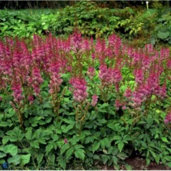 Astilbe 'Pumila' Astilbe Chinensis 'Pumila' 1 Liter Potte