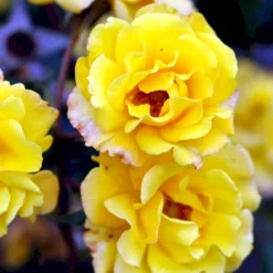 'Goldmarie 82'® Rosa X 'Goldmarie 82'® (Buketrose) A-Kvalitet,- Barrods Roser Min. 3 Grene -Tilbud Lys Haven Butik p288 51513 rosa x goldmarie 82 buketrose c450