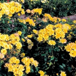 'Goldmarie 82'® Rosa X 'Goldmarie 82'® (Buketrose) A-Kvalitet,- Barrods Roser Min. 3 Grene -Tilbud Lys Haven Butik p288 51514 rosa x goldmarie 82 buketrose a3f4