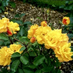 'Goldmarie 82'® Rosa X 'Goldmarie 82'® (Buketrose) A-Kvalitet,- Barrods Roser Min. 3 Grene -Tilbud Lys Haven Butik p288 51515 rosa x goldmarie 82 buketrose 0da9