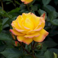 'Goldmarie 82'® Rosa X 'Goldmarie 82'® (Buketrose) A-Kvalitet,- Barrods Roser Min. 3 Grene -Tilbud Lys Haven Butik p288 53576 rosa x goldmarie 82 buketrose 08ff