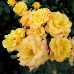 'Goldmarie 82'® Rosa X 'Goldmarie 82'® (Buketrose) A-Kvalitet,- Barrods Roser Min. 3 Grene -Tilbud Lys Haven Butik p288 53577 rosa x goldmarie 82 buketrose e6f1